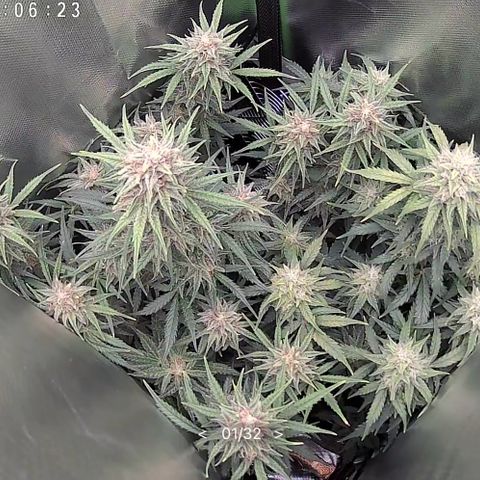 TheeThee #1 growlog timeline photo