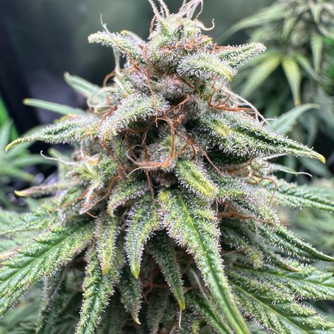 TheeThee #1 growlog timeline photo