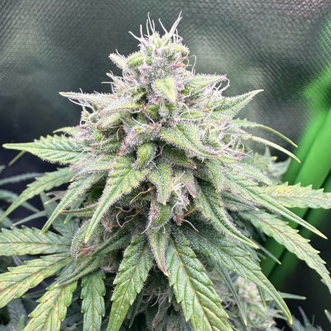 TheeThee #1 growlog timeline photo