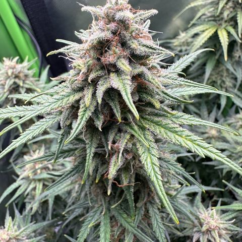 TheeThee #1 growlog timeline photo