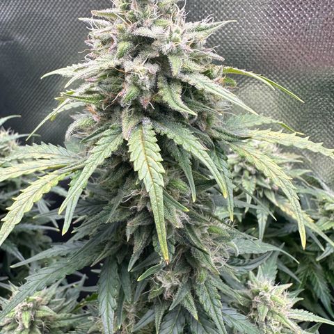 TheeThee #1 growlog timeline photo