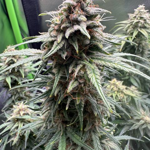 TheeThee #1 growlog timeline photo