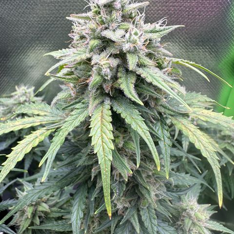 TheeThee #1 growlog timeline photo