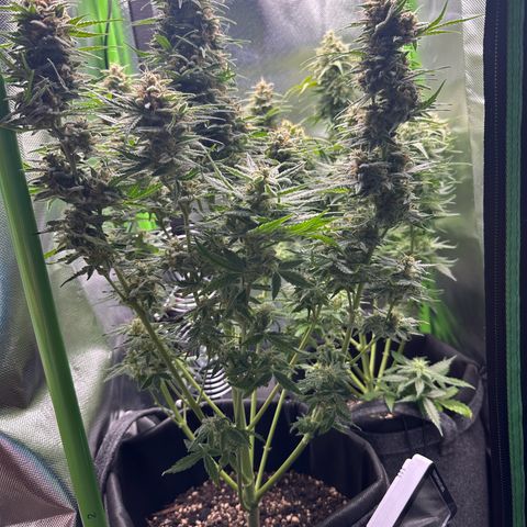 TheeThee #1 growlog timeline photo