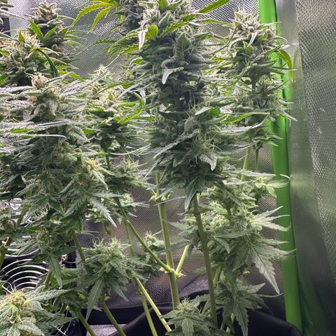 TheeThee #1 growlog timeline photo