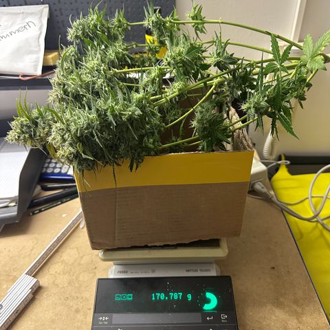 TheeThee #1 growlog timeline photo