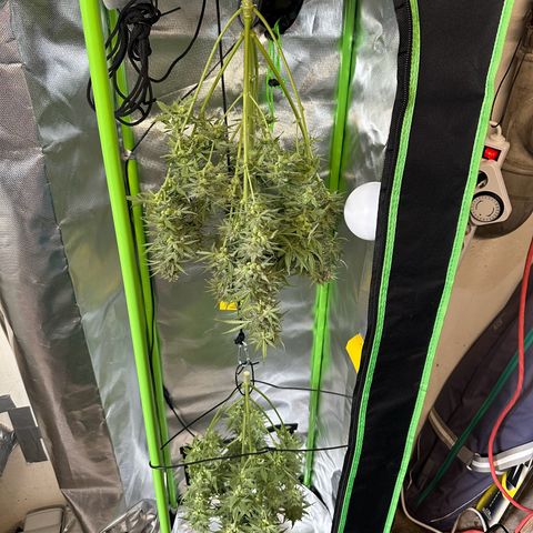 TheeThee #1 growlog timeline photo