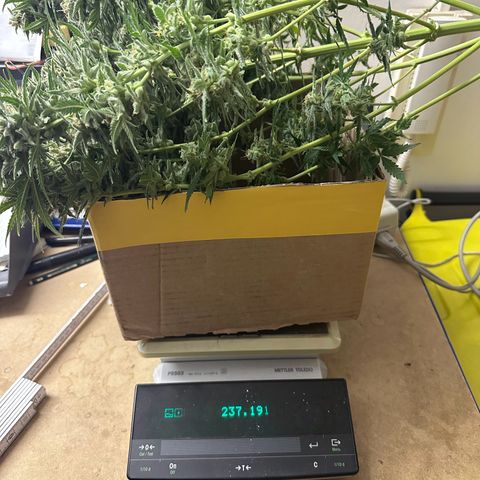TheeThee #1 growlog timeline photo