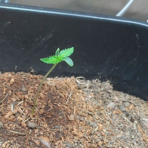 Silver haze#1 growlog timeline photo