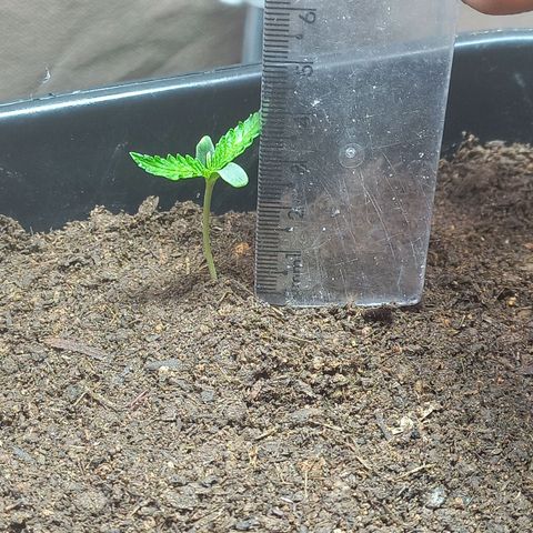 Silver haze#1 growlog photo: 4cm