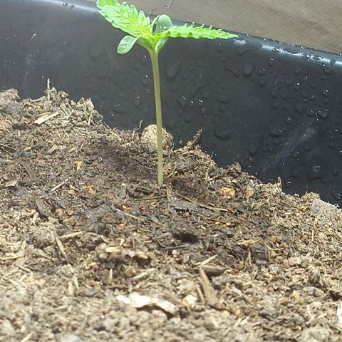 Silver haze#1 growlog timeline photo