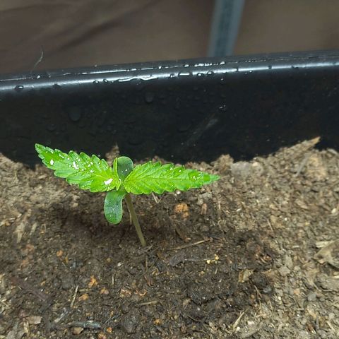 Silver haze#1 growlog timeline photo