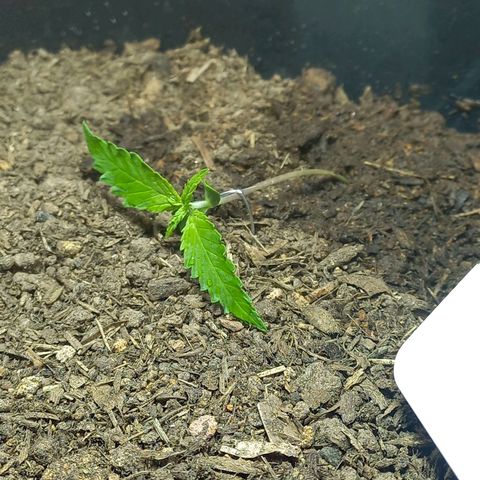 Silver haze#1 growlog photo: Poda lst