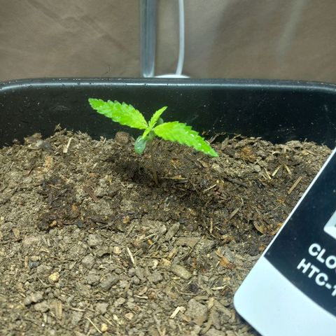 Silver haze#1 growlog timeline photo