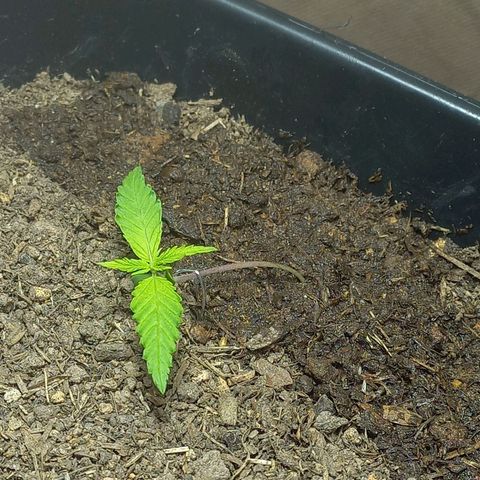 Silver haze#1 growlog timeline photo