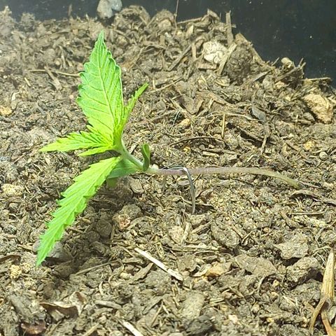 Silver haze#1 growlog timeline photo