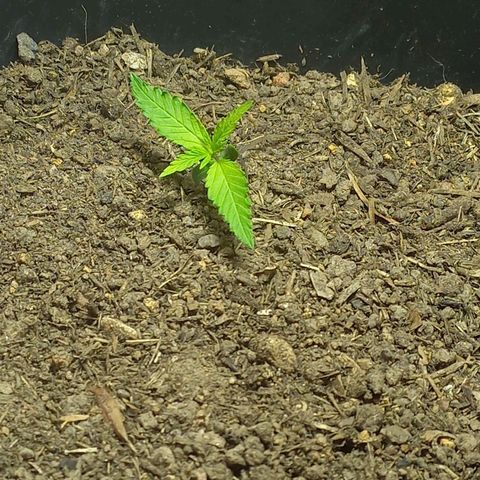 Silver haze#1 growlog timeline photo