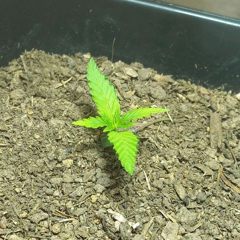 Silver haze#1 growlog timeline photo