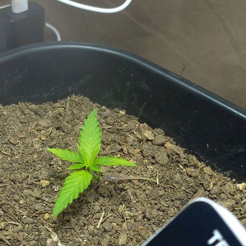 Silver haze#1 growlog timeline photo