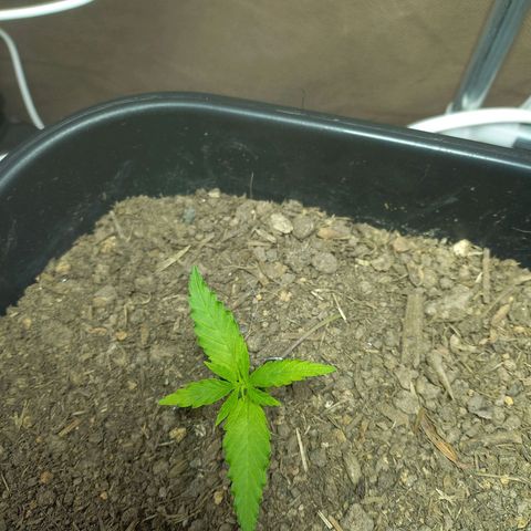 Silver haze#1 growlog timeline photo