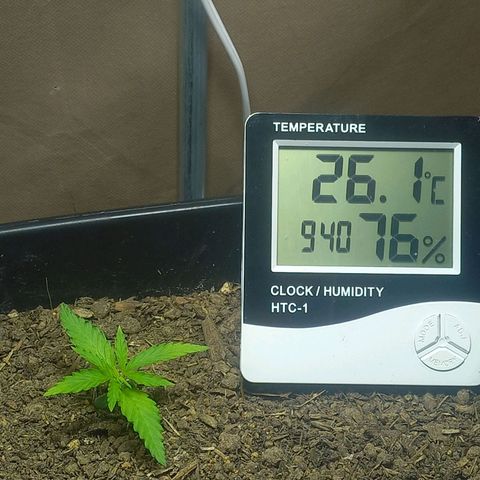 Silver haze#1 growlog timeline photo