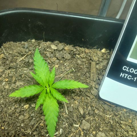 Silver haze#1 growlog timeline photo