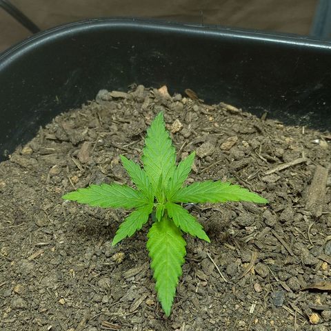 Silver haze#1 growlog photo: 21h18