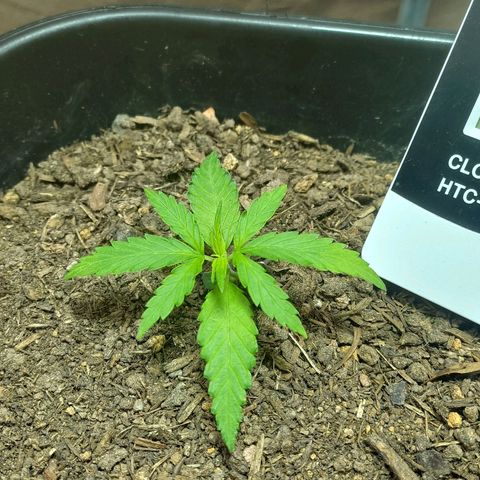 Silver haze#1 growlog timeline photo