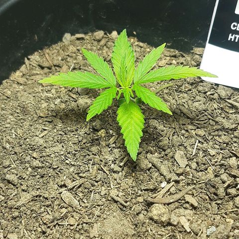 Silver haze#1 growlog timeline photo