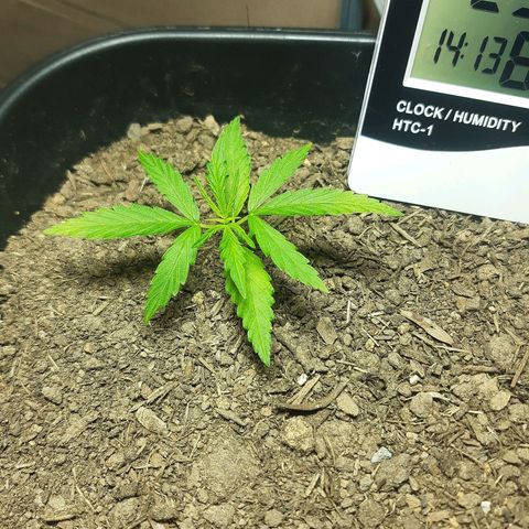 Silver haze#1 growlog timeline photo