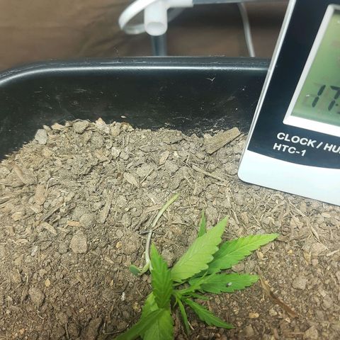 Silver haze#1 growlog timeline photo