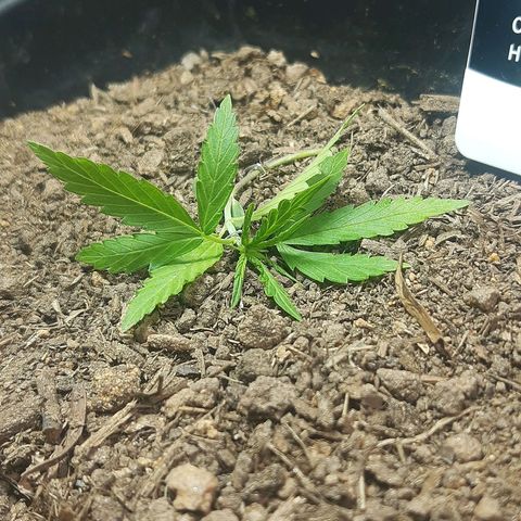 Silver haze#1 growlog timeline photo