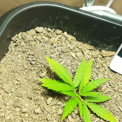 Silver haze#1 growlog timeline photo