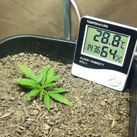 Silver haze#1 growlog timeline photo