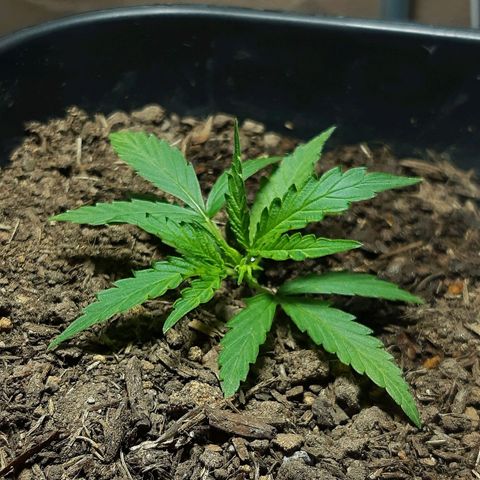 Silver haze#1 growlog timeline photo