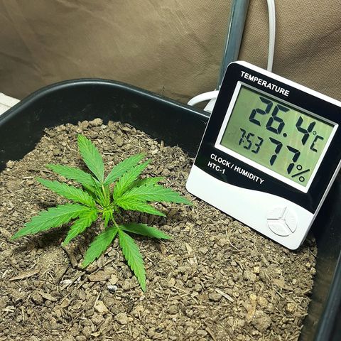 Silver haze#1 growlog timeline photo