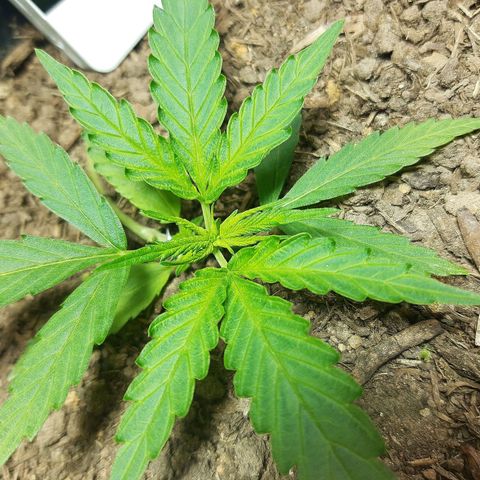 Silver haze#1 growlog timeline photo