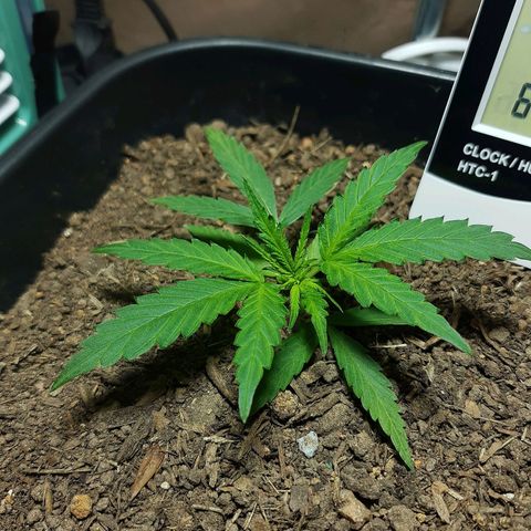 Silver haze#1 growlog timeline photo