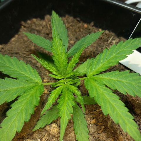 Silver haze#1 growlog timeline photo