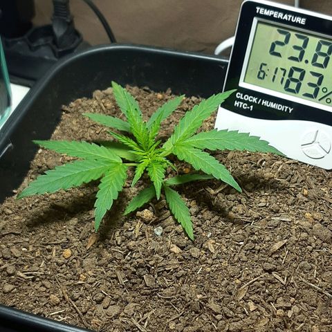 Silver haze#1 growlog timeline photo