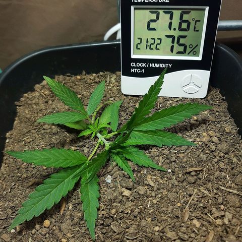 Silver haze#1 growlog photo: Lst