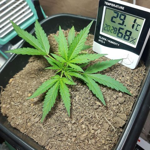 Silver haze#1 growlog timeline photo