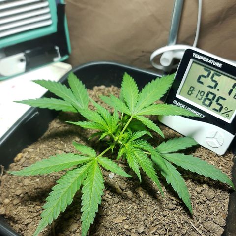 Silver haze#1 growlog photo: Poda fim