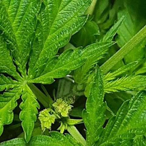 Silver haze#1 growlog timeline photo