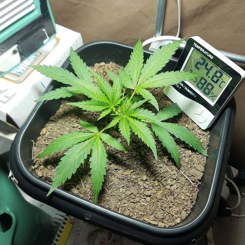 Silver haze#1 growlog timeline photo