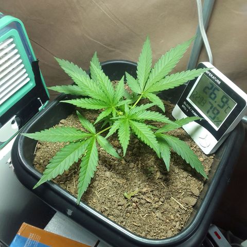 Silver haze#1 growlog timeline photo