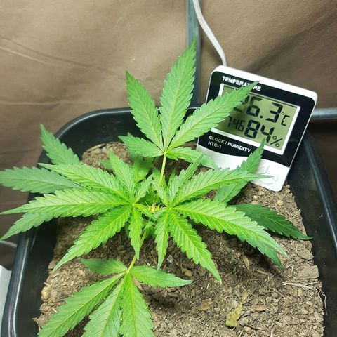 Silver haze#1 growlog timeline photo