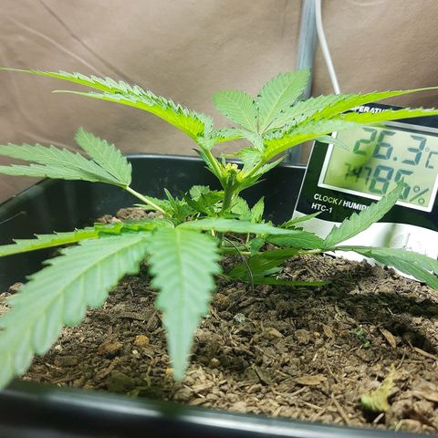 Silver haze#1 growlog timeline photo