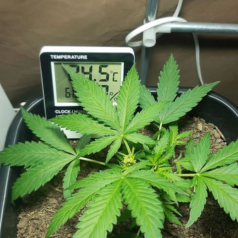 Silver haze#1 growlog timeline photo
