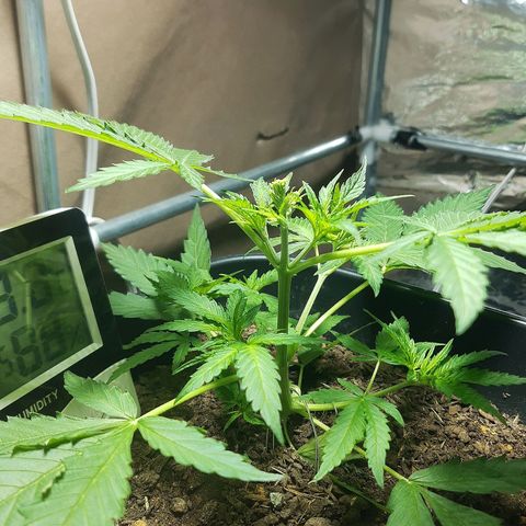 Silver haze#1 growlog timeline photo